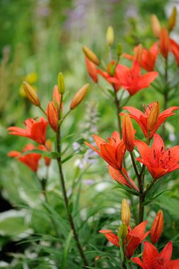 Tiger zambaklar bahçede çiçek yatakta