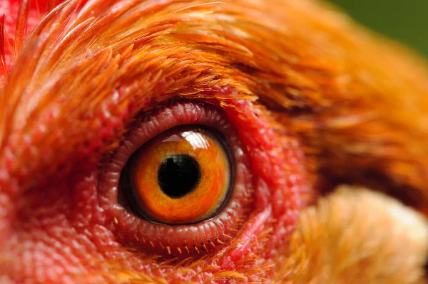 Kyckling öga makro — Stockfoto