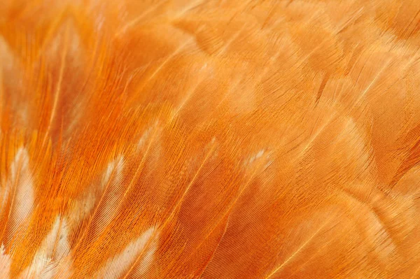 Rode vogel veren Macro — Stockfoto