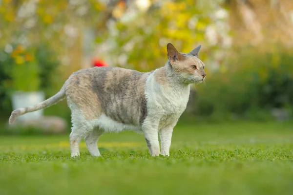 Cornish Rex Cat Outdoors on Green Lawn in Summer — Stock Photo, Image