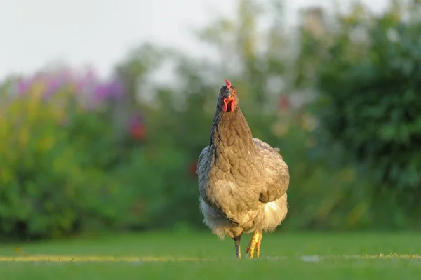 Bluebelle Chicken Outdoors on Green Grass — Stock Photo, Image