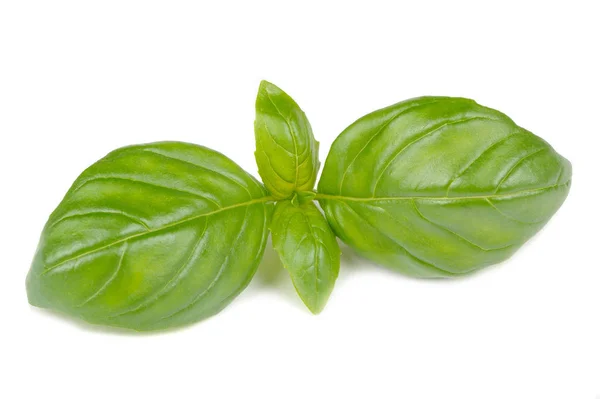 Basil Leaves Isolated on White Background — Stock Photo, Image