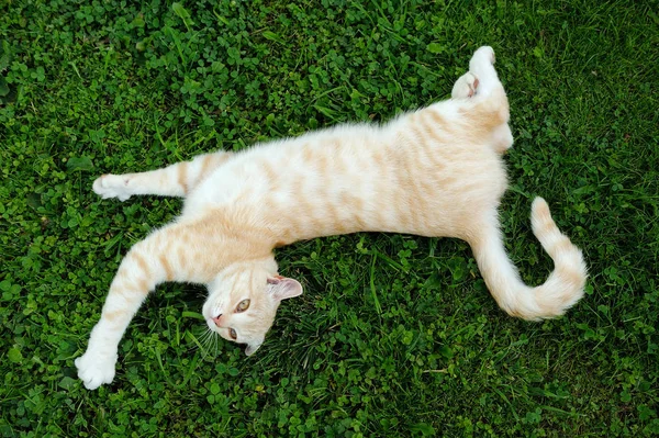 Gato posando na grama verde — Fotografia de Stock