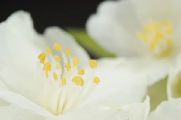 Piuttosto bianco gelsomino fiori macro — Foto Stock