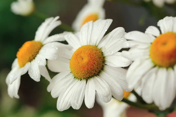 Hermosas flores de margarita Primer plano —  Fotos de Stock