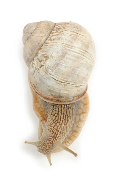 흰색 배경에 고립 된 로마 달팽이 — 스톡 사진