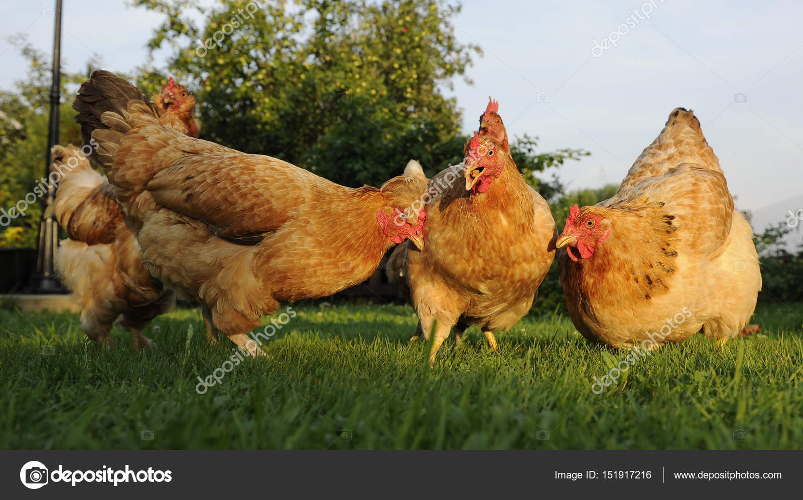 Funny Chicken Flock Stock Photo by ©Digifuture 151917216