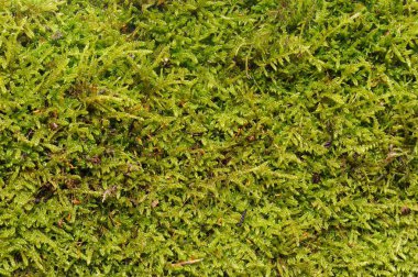 Yeşil yosun dokusu