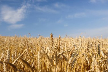 Buğday tarlası manzarası