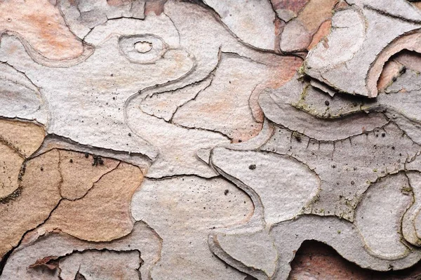 Krásné borové kůry textury detail — Stock fotografie