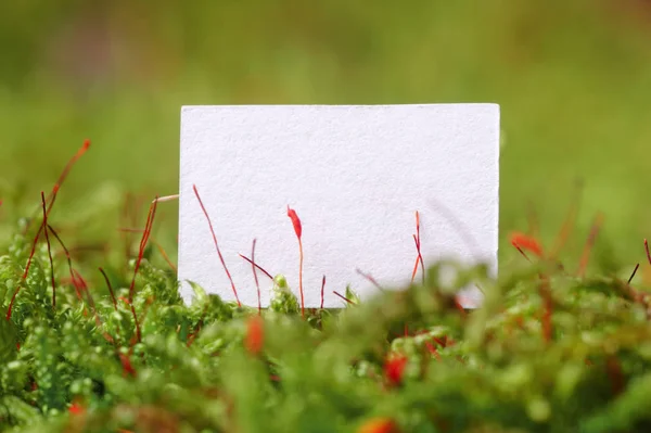 Weißes Papier (Kopierraum) auf Moos-Hintergrund-Makro — Stockfoto