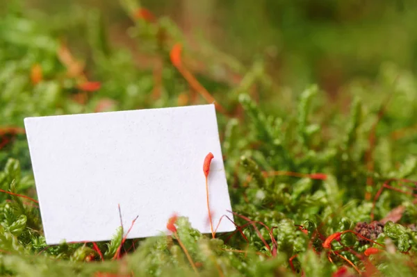 Moss arka plan makro üzerinde White Paper (kopya alanı) — Stok fotoğraf