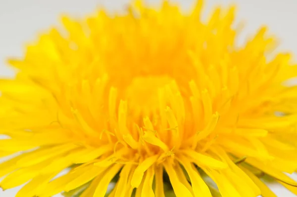 Żółty mniszek lekarski (Taraxacum Officinale) kwiat makro — Zdjęcie stockowe