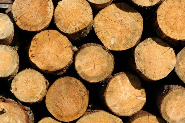 Tronchi di legno impilati — Foto Stock