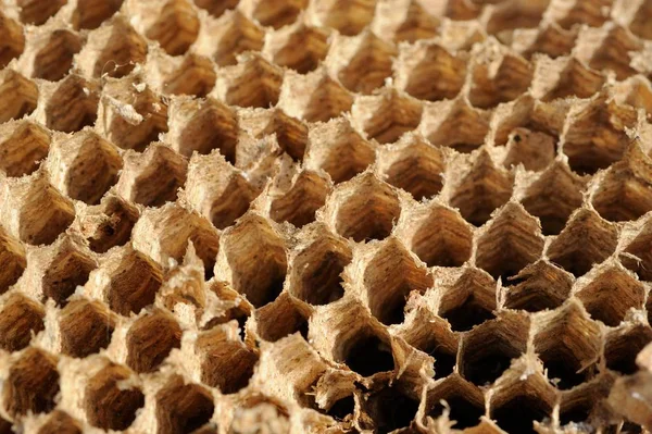 Boş Hornet hücreleri — Stok fotoğraf