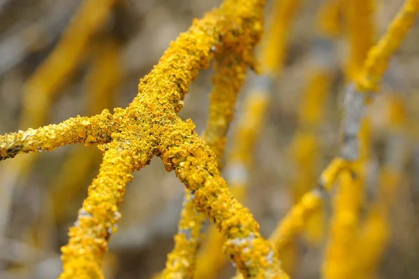 Lichen en la corteza del árbol Primer plano — Foto de Stock
