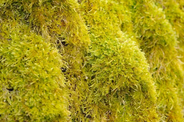 Green Moss Macro — Stock Photo, Image