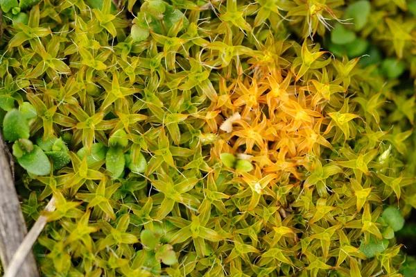 Hermoso Moss Macro — Foto de Stock