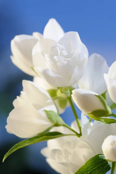 A branch of beautiful white jasmine flowers against a bright blue sky — Stock Photo, Image