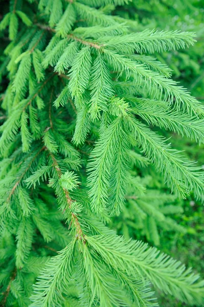 Ny spruce grenar närbild — Stockfoto