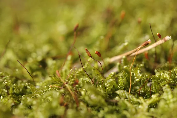 Зеленим мохом макросу — стокове фото