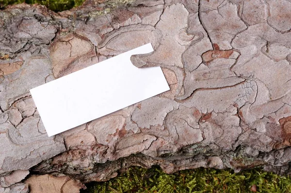 White Paper (Copyspace) on Pine Tree Bark Macro — Stock Photo, Image