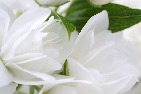 Flores de jazmín blanco Macro — Foto de Stock