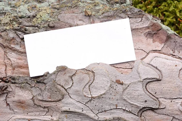 White Paper (Copyspace) on Pine Tree Bark Macro — Stock Photo, Image