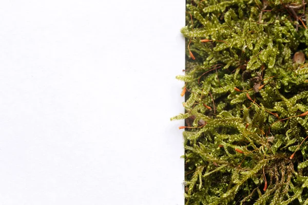 White Paper (Copy Space) on Moss Background — Stock Photo, Image