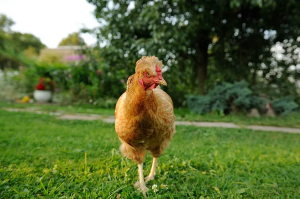 Red Domestic Chicken in the Farmyard — Stock Photo, Image