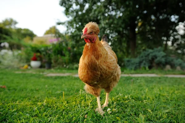 농장 구내에 빨간 국내 닭 — 스톡 사진