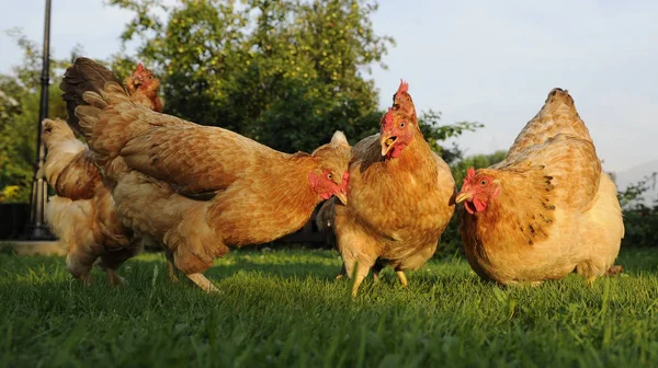 Rolig kyckling Flock — Stockfoto