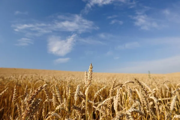 Wheat Field and Blue Sky — Stock Photo, Image