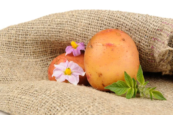 New organic potatoes with green leaves and purple potato flowers on sackcloth — Stock Photo, Image