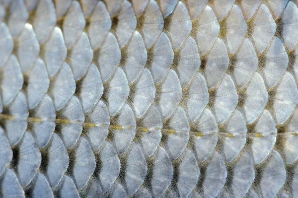 Real Roach Fish Scales Background — Stock Photo, Image