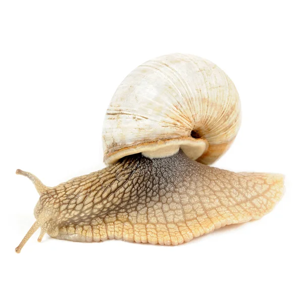 Snail Isolated on White Background ( Crawling Roman ) — Stock Photo, Image