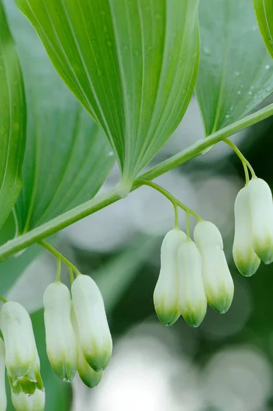 Blommande Polygonatum multiflorum närbild — Stockfoto