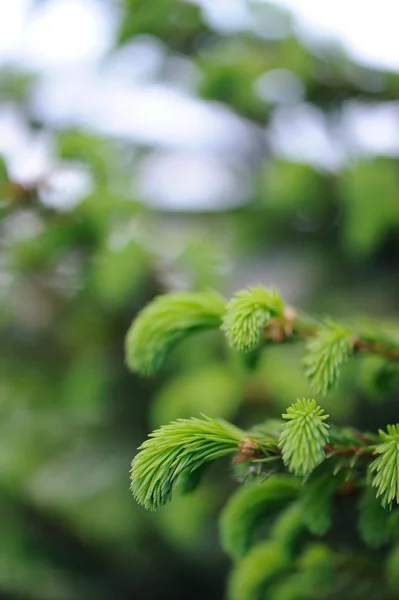 Nya gröna spruce grenar — Stockfoto