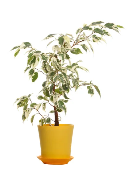 Weeping Fig (Ficus Benjamina) in Pot Isolated on White Background — Stock Photo, Image