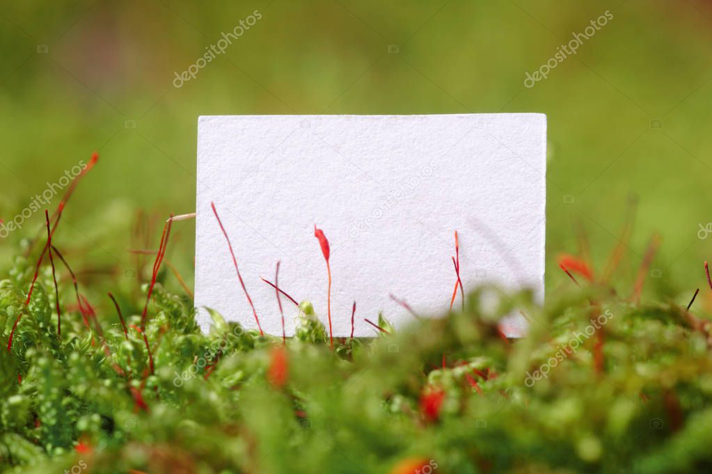 White Paper (Copy Space) on Moss Background Macro