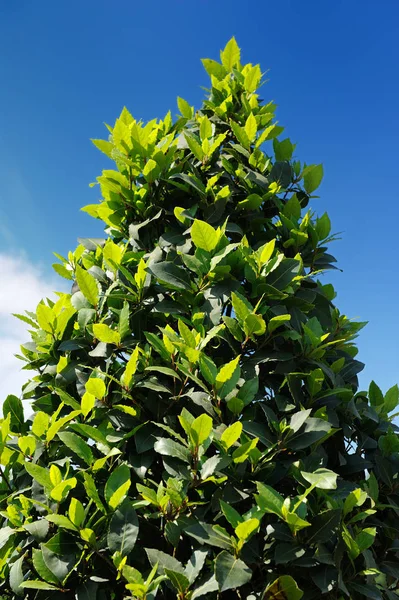 Bay Laurel (Laurus Nobilis) Tree — Stock Photo, Image