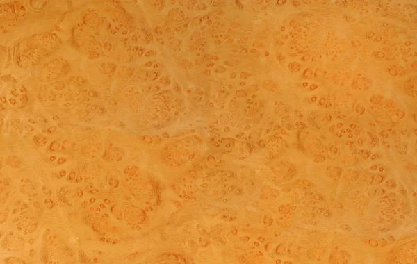 Textura de raiz de carvalho — Fotografia de Stock