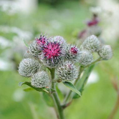 Yünlü Burdock (Arctium Tomentosum) Enfeksiyon