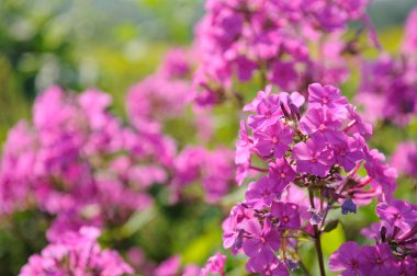 Pembe fenik çiçekleri.