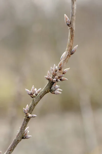 Rama de árboles con brotes a principios de primavera —  Fotos de Stock