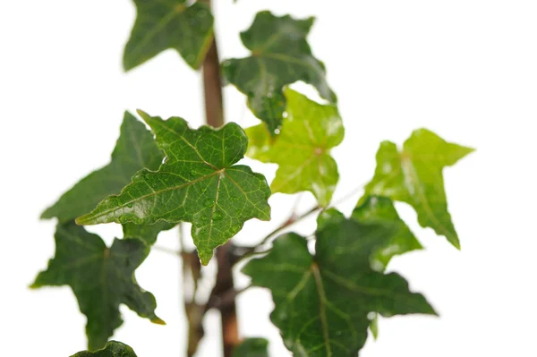 Ivy branch on White Background — Stock Photo, Image