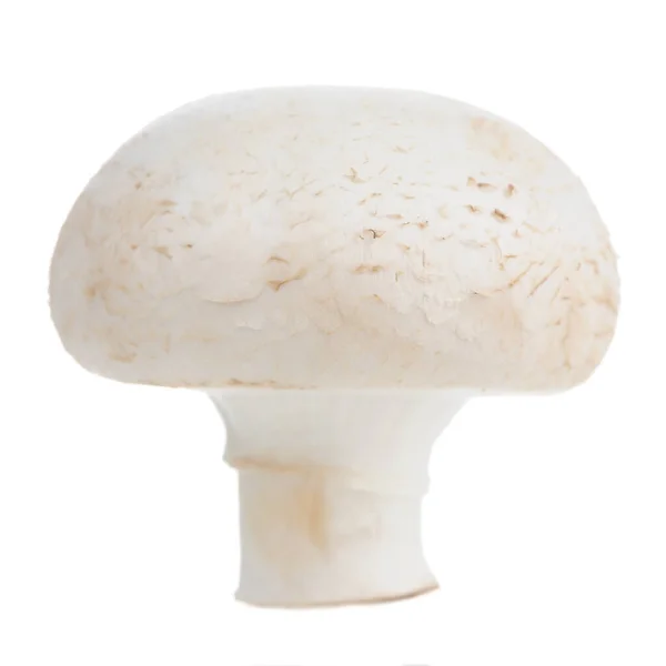 Cogumelo Botão Branco Champignon Vista Lateral Close Isolado Fundo Branco — Fotografia de Stock