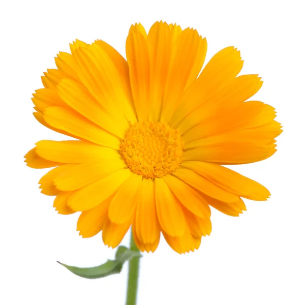 Στιγμιότυπο Πορτοκαλί Λουλούδι Καλέντουλας Λευκό Φόντο — Φωτογραφία Αρχείου