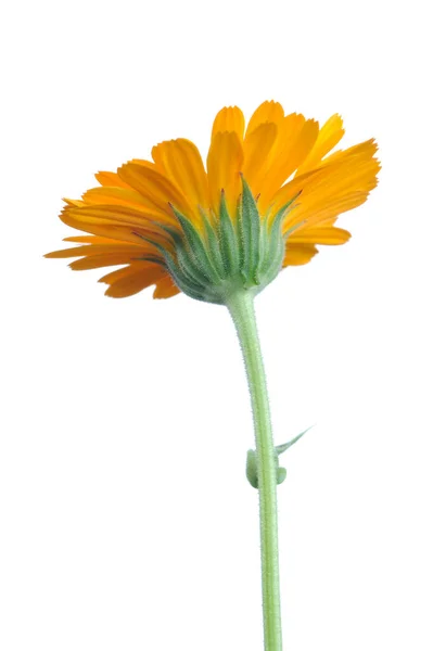 Zijaanzicht Van Oranje Calendula Bloem Met Steel Witte Achtergrond Rechtenvrije Stockfoto's