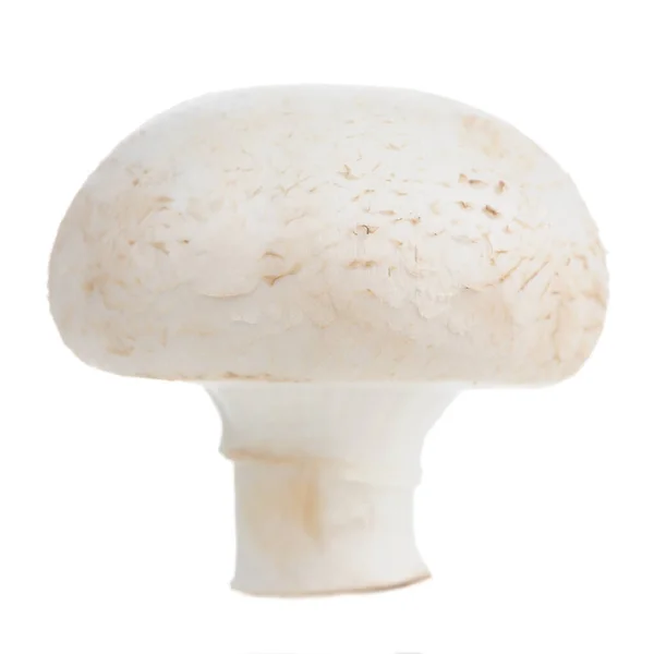 White Button Mushroom Champignon Close Side View Isolated White Background Stock Image